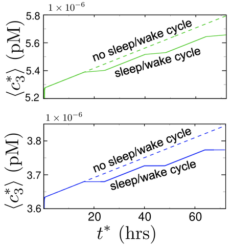 Plaque growth over the sleep wake cycle